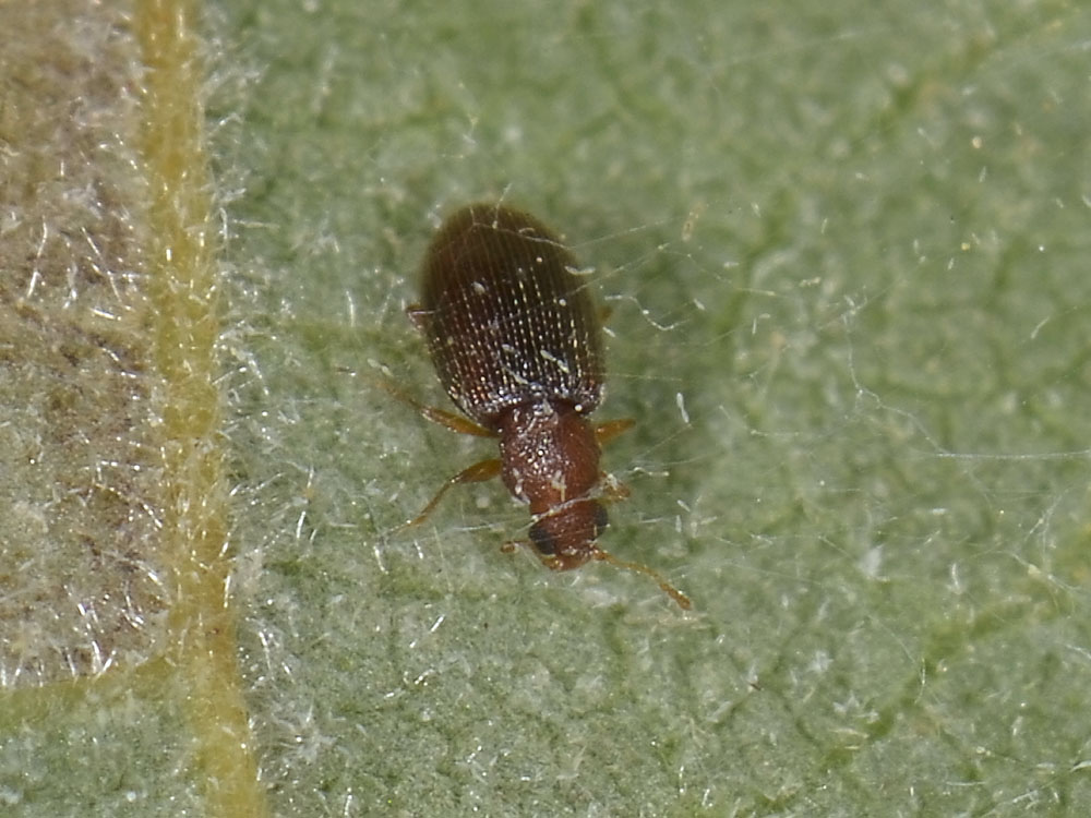 Latridiidae? Sì, Melanophthalma cfr. distinguenda